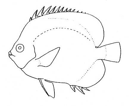 Representative of the Chaetodontidae family (Gosline & Brock, 1960, fig. 117)